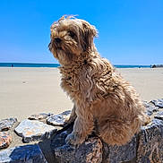 Casey a rejoint le concours — aidez-le/la à gagner de superbes lots ! animal, beach, blue_sky, calm, canine, curly_fur, daytime, dog, fluffy, leash, nature, outdoor, pet, rock, sand, sea, sitting, sky, sunny, water