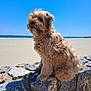 animal, beach, blue_sky, calm, canine, curly_fur, daytime, dog, fluffy, leash, nature, outdoor, pet, rock, sand, sea, sitting, sky, sunny, water