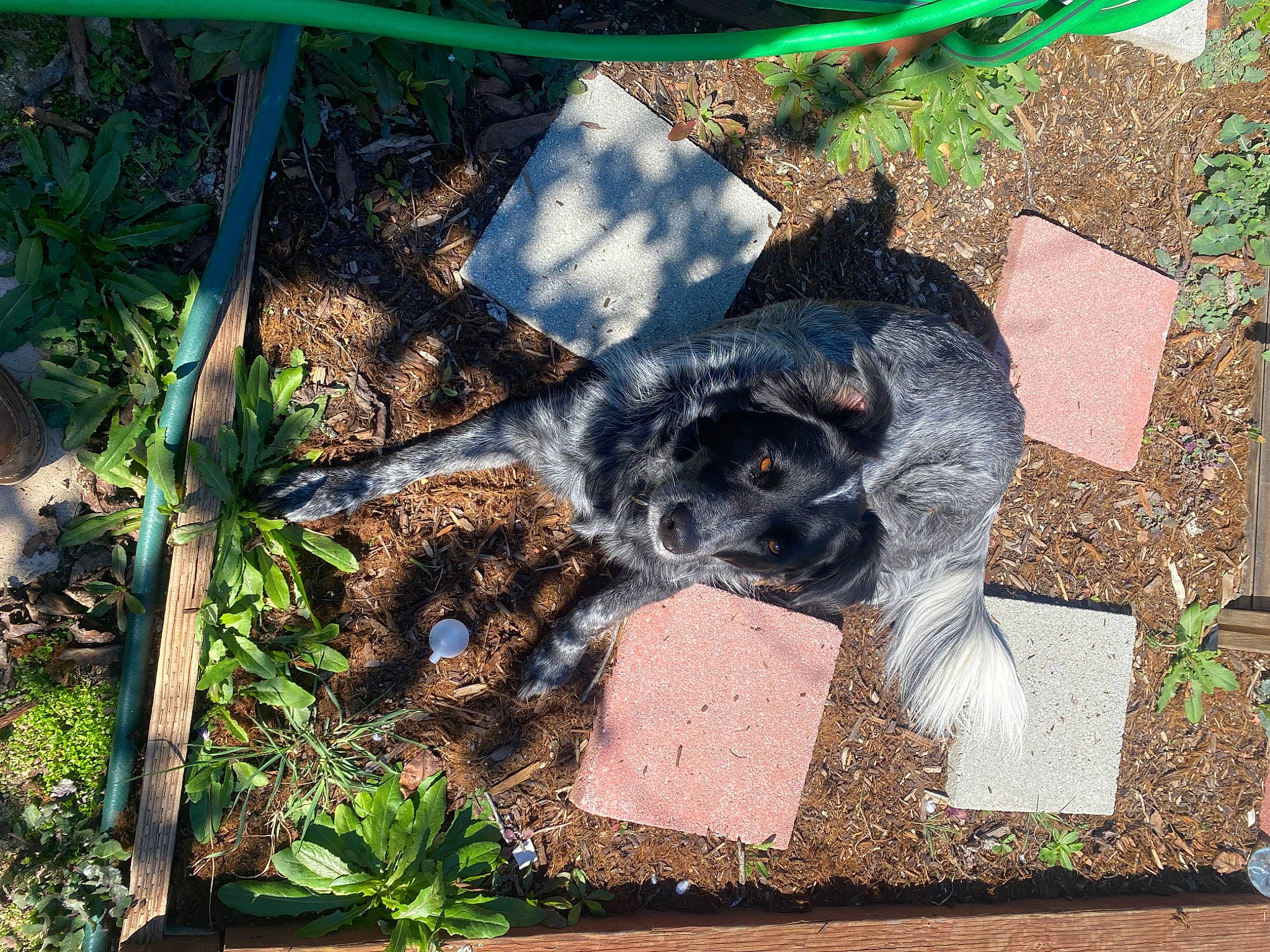 Lacie is registered to the contest to win money with this photo: art, canidae, carnivore, companion_dog, dog, dog_breed, fawn, felidae, fur, grass, groundcover, pet_supply, plant, shade, small_to_medium_sized_cats, snout, soil, sporting_group, tail, terrestrial_animal