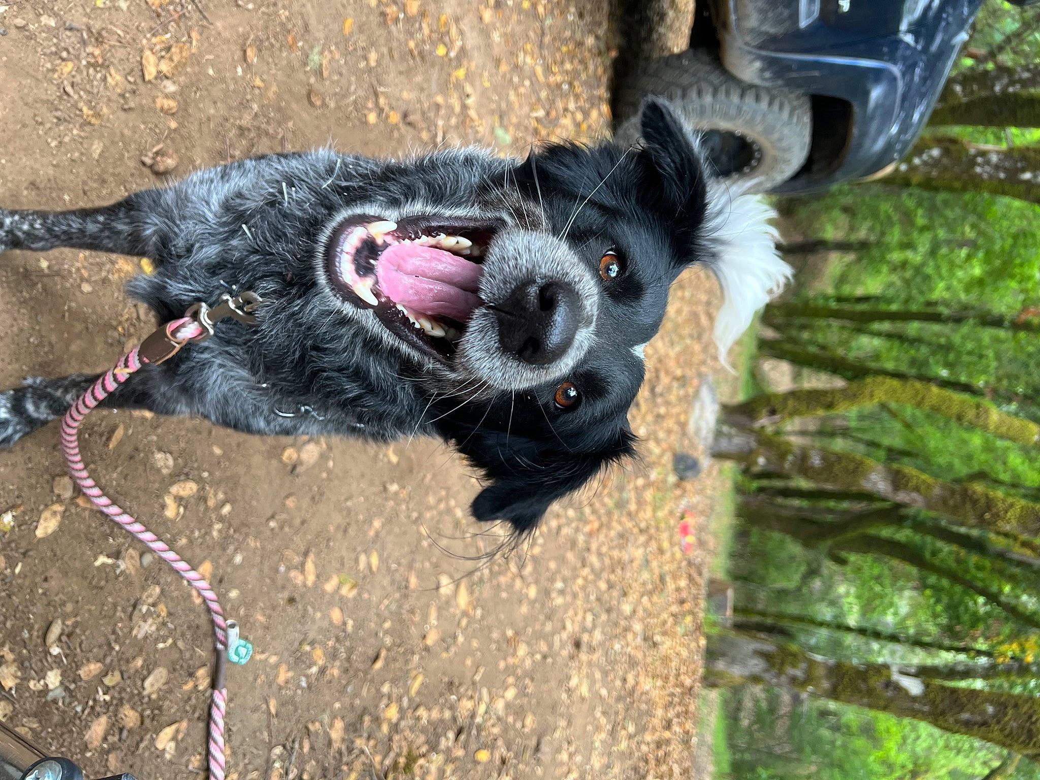 Lacie is registered to the contest to win money with this photo: adventure, canidae, carnivore, collar, companion_dog, dog, dog_breed, dog_collar, dog_supply, fawn, fur, leash, snout, sporting_group, tail, terrestrial_animal, tree, trunk, wood, working_animal