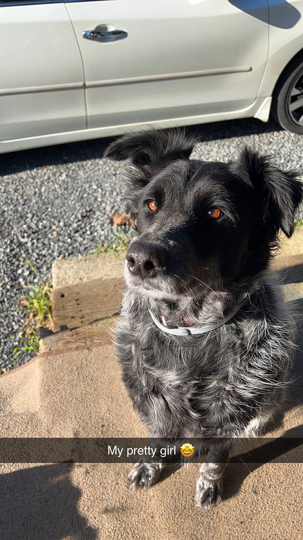 Lacie is registered to the contest to win money with this photo: asphalt, automotive_exterior, automotive_tire, car, carnivore, collar, companion_dog, dog, dog_breed, dog_collar, fender, fur, road_surface, terrier, tire, tire_care, vehicle, wheel, whiskers, working_animal