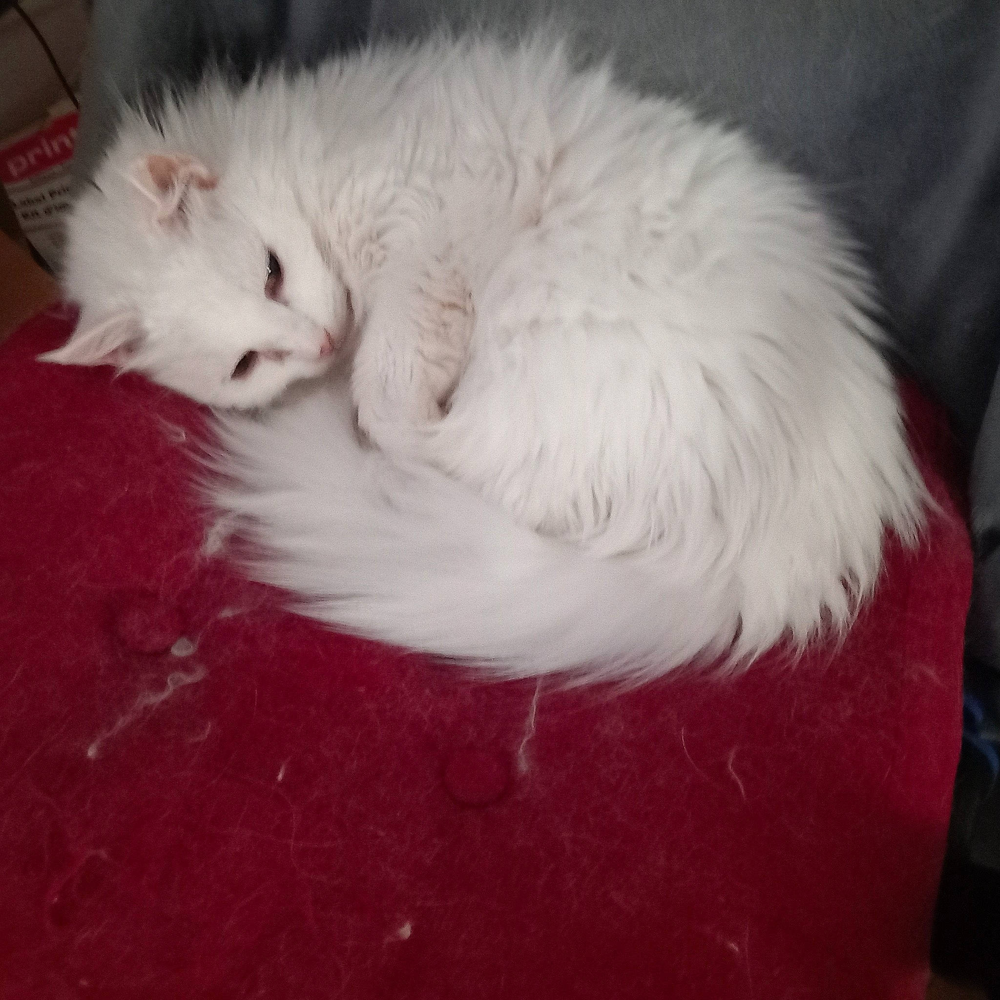 Shayna participe au concours pour gagner de l'argent avec cette photo : british_longhair, carnivore, cat, felidae, fur, head, natural_material, paw, small_to_medium_sized_cats, tail, whiskers