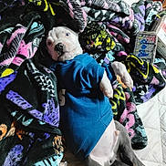 Bleu is registered to the contest to win money with this photo: puppy, dog, blue_sweater, blanket, patterned_blanket, bed, indoor, pet, resting, cute, animal, young_dog, white_puppy, gray_puppy, fur, paw, relaxing, cozy, household_items, lying_down