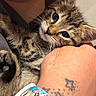 Rocky is registered to the contest to win money with this photo: kitten, cat, tabby, fur, whiskers, paw, claws, eyes, nose, close_up, portrait, being_held, human_arm, tattoo, indoor, cozy, cuddling, cute, pet, animal