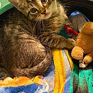 Rocky joined the competition — help win amazing prizes! kitten, cat, tabby, feline, pet, animal, portrait, closeup, whiskers, ears, eyes, fur, striped_fur, sitting, lying_down, blanket, colorful, plush_toy, teddy_bear, indoors