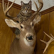 Nyla joined the competition — help win amazing prizes! cat, tabby_cat, deer_mount, antlers, wood_paneling, indoor, taxidermy, animal, pet, curious, feline, cozy, rustic, cabinvibe, fur, whiskers, ears, looking, closeup, funny