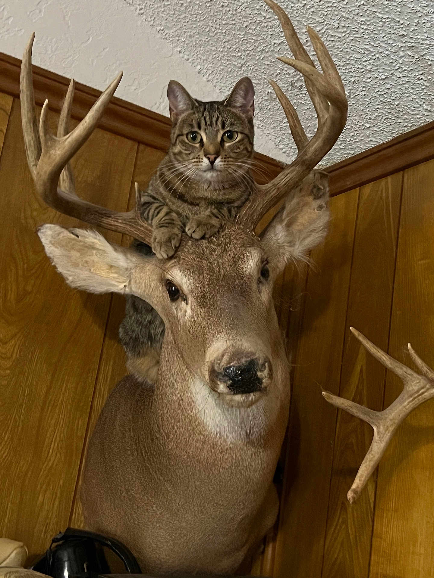 Nyla joined the competition — help win amazing prizes! cat, tabby_cat, deer_mount, antlers, wood_paneling, indoor, taxidermy, animal, pet, curious, feline, cozy, rustic, cabinvibe, fur, whiskers, ears, looking, closeup, funny