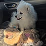dog, puppy, white_fur, fluffy, toy, stuffed_animal, car_interior, car_seat, blanket, sunlight, window, door_handle, happy, smiling, pet, domestic_animal, fur, cute, indoor, seat