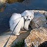 Volt participe au concours pour gagner de l'argent avec cette photo : curious, dog, fluffy, grass, leash, nature, outdoors, pet, pond, portrait, puppy, rocks, samoyed, shadow, small_animal, stone, sunlight, walking, water, white_fur
