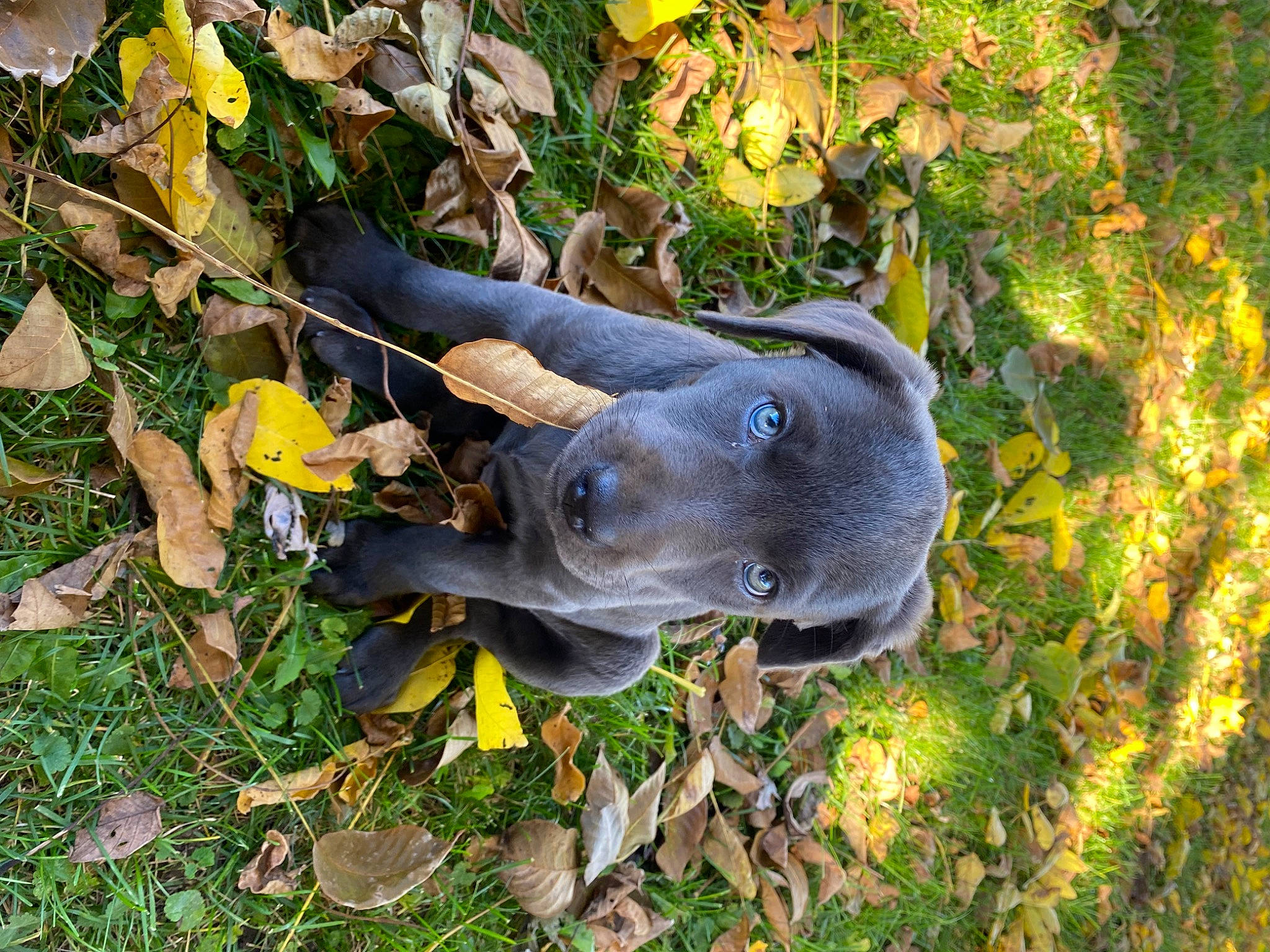 Harley is registered to the contest to win money with this photo: canidae, carnivore, dog, dog_breed, fawn, grass, groundcover, plant, snout, sporting_group, terrestrial_animal, whiskers, working_animal