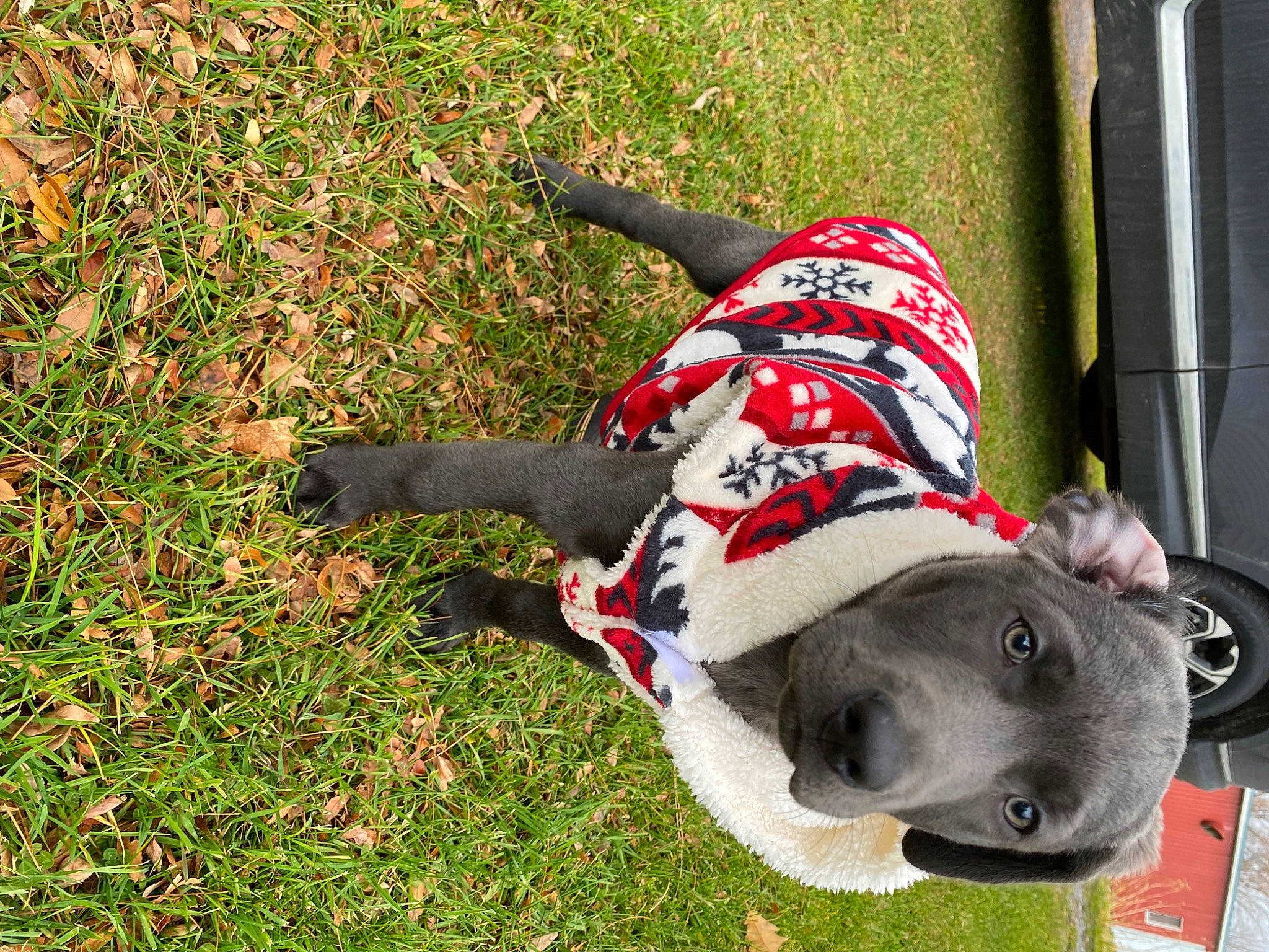 Harley joined the competition — help win amazing prizes! canidae, carnivore, collar, companion_dog, dog, dog_breed, dog_clothes, dog_collar, dog_supply, fashion_accessory, fawn, grass, groundcover, leash, pet_supply, snout, sporting_group, tail, tire, working_animal