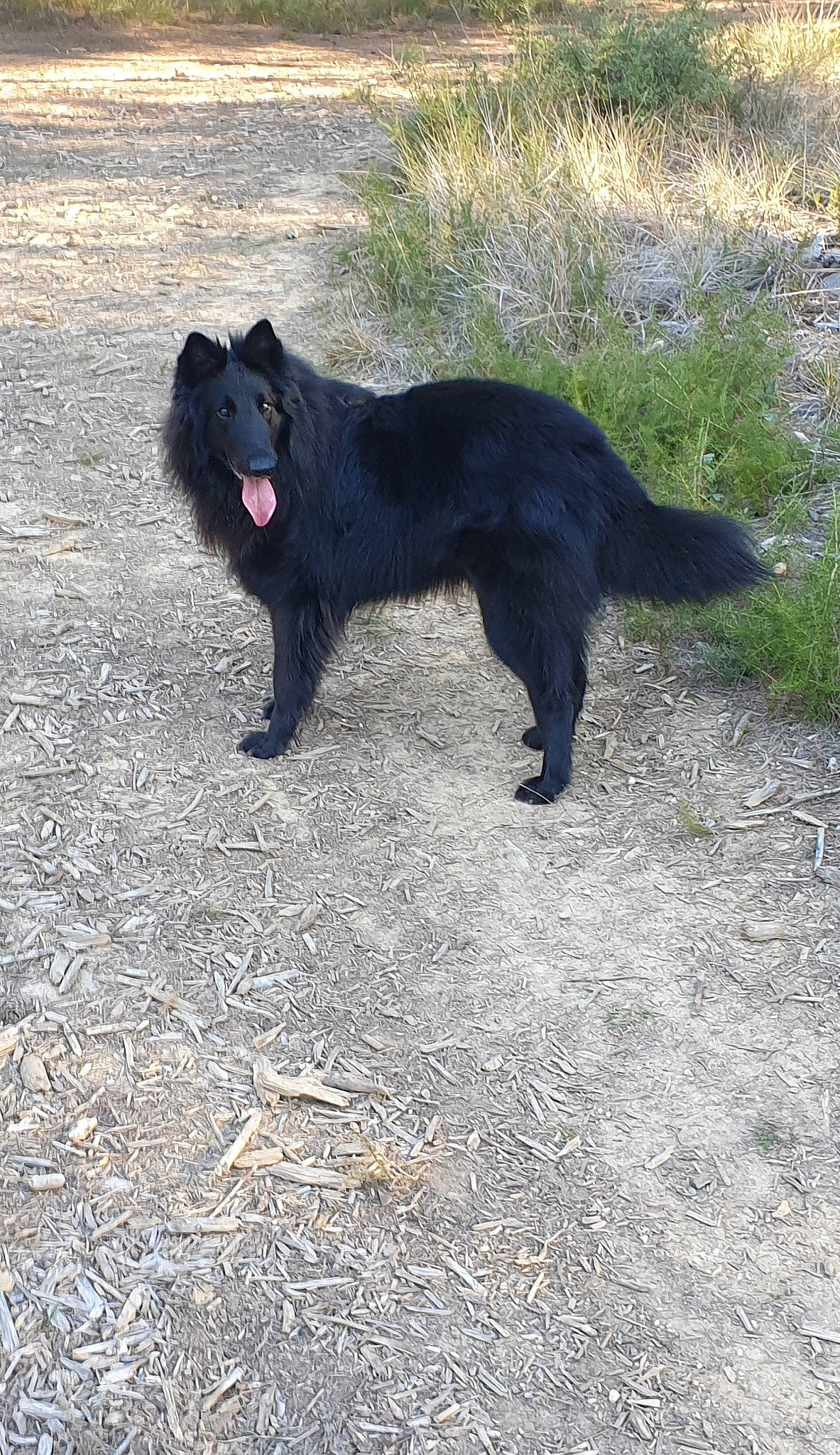 Jade a rejoint le concours — aidez-le/la à gagner de superbes lots ! borador, canidae, carnivore, companion_dog, dog, dog_breed, fur, gun_dog, hunting_dog, plant, snout, soil, sporting_group, tail, terrestrial_animal, wildlife, working_animal