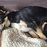Buni participe au concours pour gagner de l'argent avec cette photo : animal, black_and_tan, closed_eyes, couch, cozy, cream_blanket, curled_up, dog, fluffy_blanket, fur, indoors, nap, pet, portrait, puppy, relaxed, resting, sleeping, small_dog, snuggling