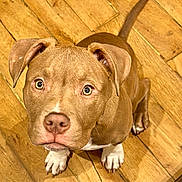 Alfy participe au concours pour gagner de l'argent avec cette photo : dog, brown_dog, puppy, pet, canine, looking_up, wooden_floor, flooring, indoor, ears, tail, white_paws, close_up, animal, cute, domestic_animal, fur, nose, eyes, sitting