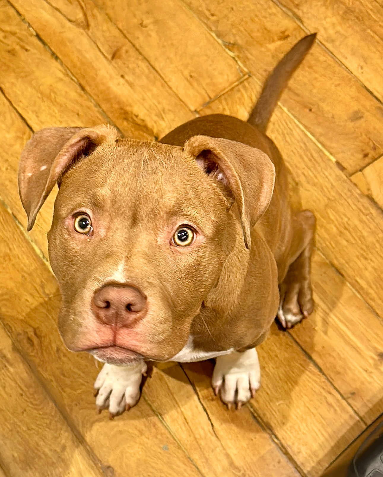 Alfy participe au concours pour gagner de l'argent avec cette photo : dog, brown_dog, puppy, pet, canine, looking_up, wooden_floor, flooring, indoor, ears, tail, white_paws, close_up, animal, cute, domestic_animal, fur, nose, eyes, sitting