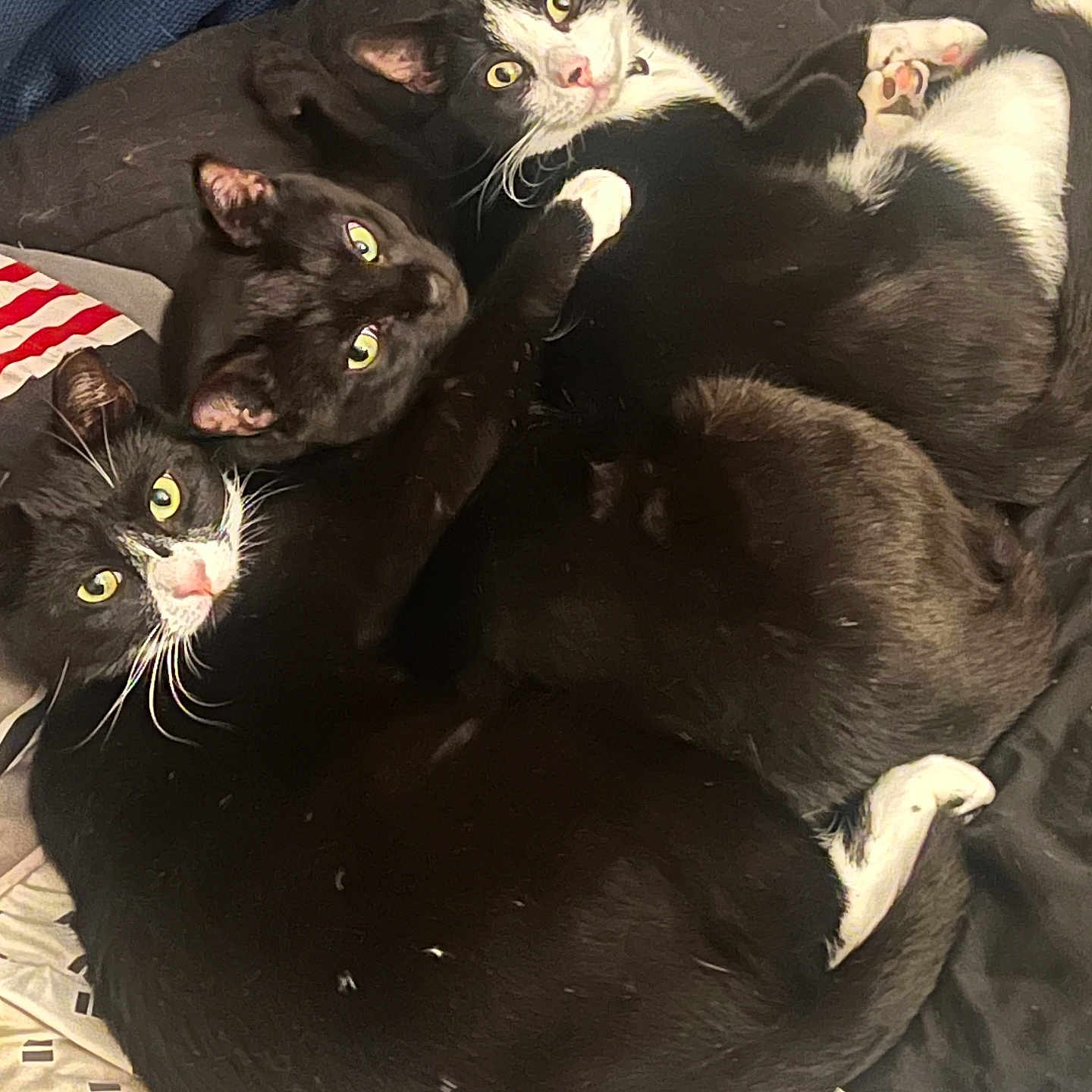 A Lot joined the competition — help win amazing prizes! abyssinian, animal, baby, bed, bedroom, blackcat, blanket, cat, couch, face, furniture, head, indoors, kitten, manx, person, pet, room, sleeping, text