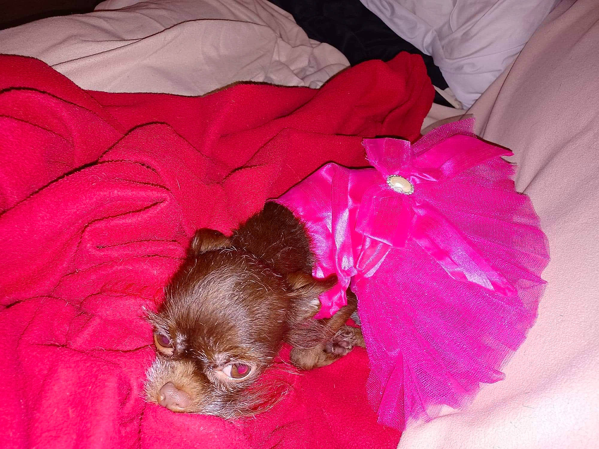 Coffee is registered to the contest to win money with this photo: canidae, carmine, carnivore, comfort, companion_dog, dog, dog_breed, dog_supply, fawn, felidae, fur, liver, magenta, pink, snout, sporting_group, terrestrial_animal, toy_dog, whiskers, working_animal