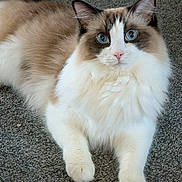Bebe is registered to the contest to win money with this photo: animal, blue_eyes, carpet, cat, closeup, cute, domestic_cat, ears, feline, fluffy, fur, indoor, lying_down, mammal, pet, pink_nose, portrait, ragdoll, relaxed, whiskers