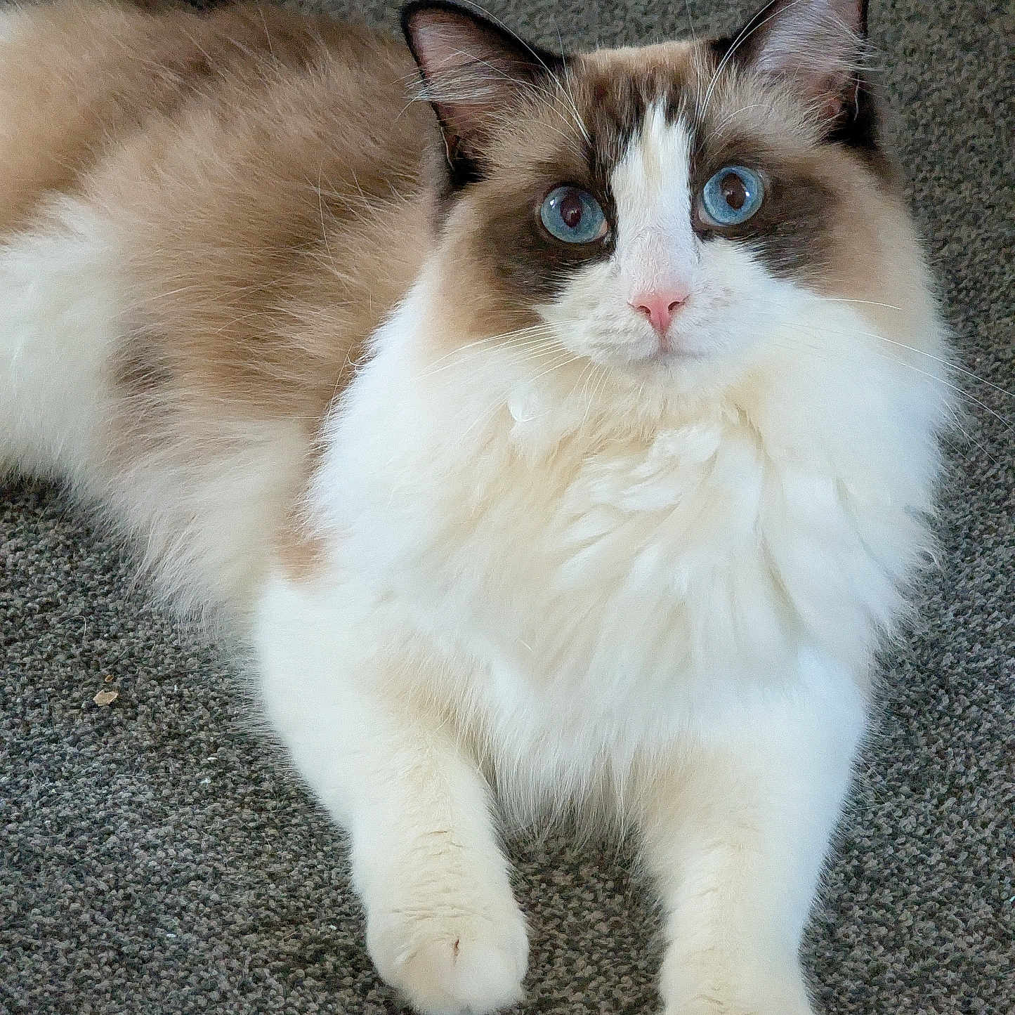 Bebe