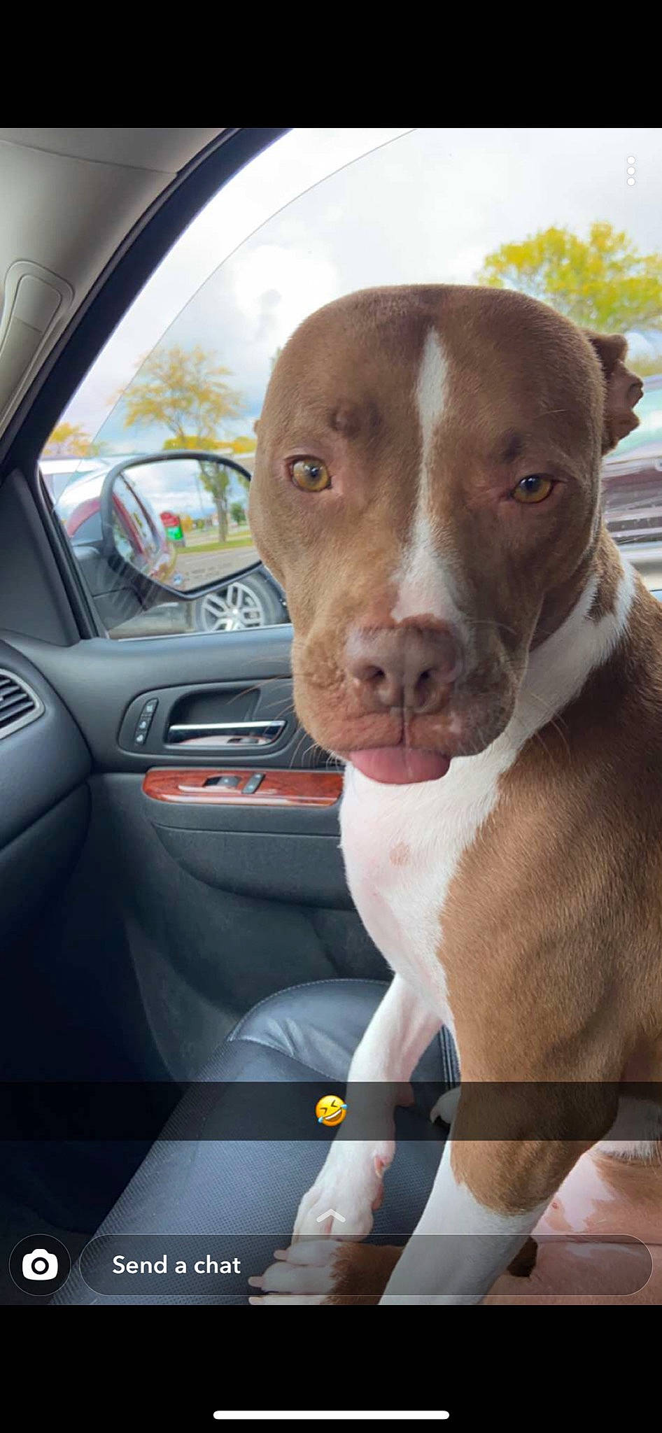 Cletus Michael joined the competition — help win amazing prizes! automotive_exterior, automotive_lighting, automotive_mirror, automotive_side_view_mirror, car, carnivore, companion_dog, dog, dog_breed, fawn, liver, motor_vehicle, rear_view_mirror, sky, snout, steering_wheel, vehicle, vehicle_door, whiskers, working_animal