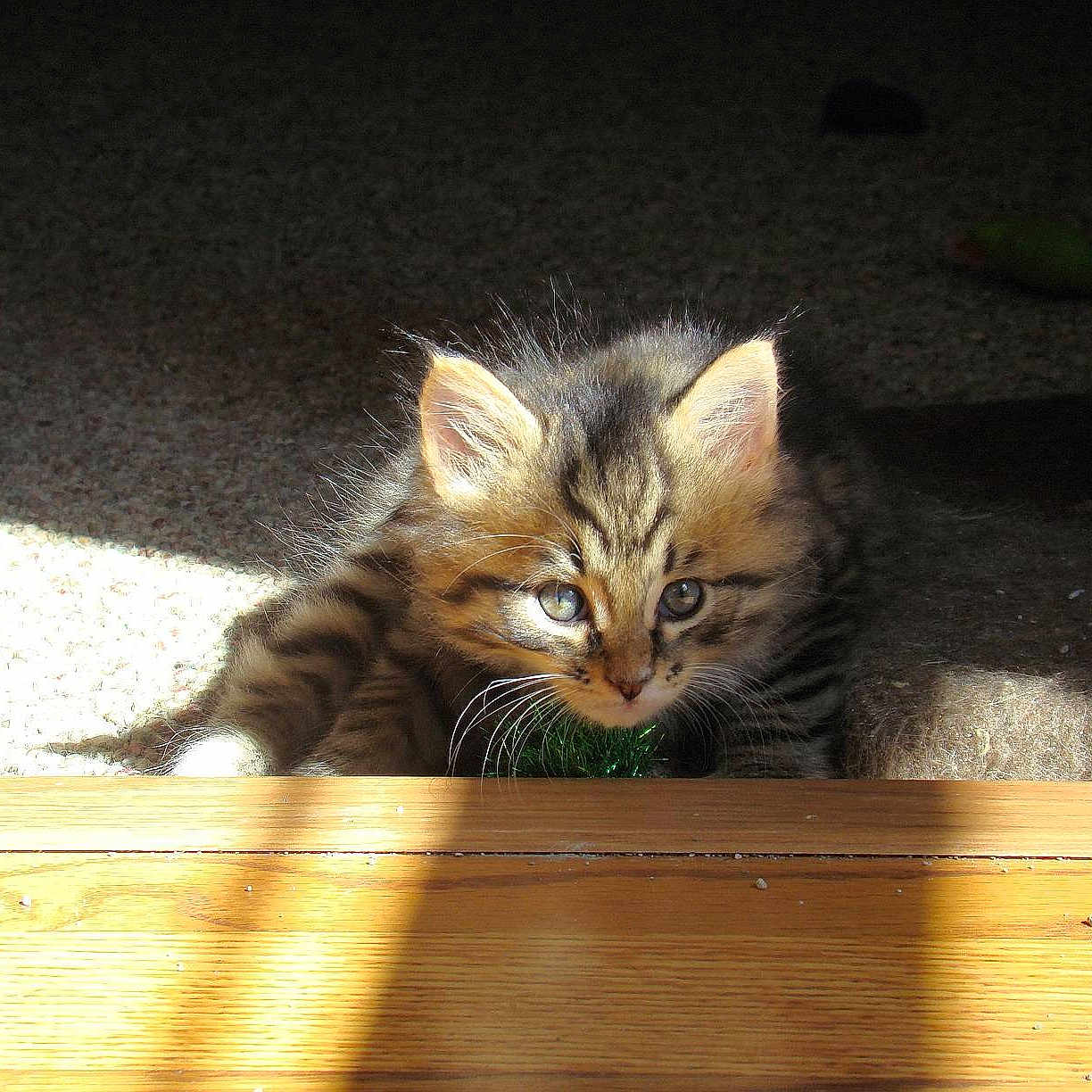 Henry is registered to the contest to win money with this photo: