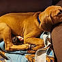 Rose is registered to the contest to win money with this photo: animal, blanket, brown, collar, comfort, couch, cozy, cute, dog, fur, indoor, paw, pet, puppy, relaxed, resting, side_view, sleeping, tail, young