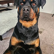 Ninna joined the competition — help win amazing prizes! animal, black_coat, brown_eyes, canine, carpet, companion, cozy, dog, domestic, fur, furniture, house, indoor, looking_at_camera, mammal, pet, portrait, rottweiler, sitting, tan_markings