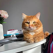 Ginger participe au concours pour gagner de l'argent avec cette photo : cat, ginger_cat, pet, tabby, orange_fur, whiskers, paws, table, desk, vase, flowers, books, backpack, indoor, portrait, resting, cozy, yellow_eyes, sunlit, home_interior