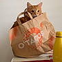 Ginger a rejoint le concours — aidez-le/la à gagner de superbes lots ! cat, orange_cat, paper_bag, bag, table, yellow_bottle, coins, red_tablecloth, indoor, white_wall, curious, wide_eyes, ears, pet, packaging, logo, polka_dot_pattern, countertop, ear_tuft, sitting