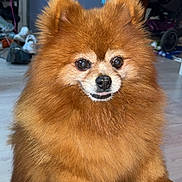 Chanel participe au concours pour gagner de l'argent avec cette photo : dog, pomeranian, fluffy, indoor, pet, curious, brown, small_dog, furry, animal, cute, face, eyes, mouth, paw, floor, blanket, household_items, clothing, background