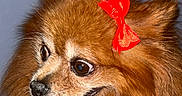 Chanel participe au concours pour gagner de l'argent avec cette photo : dog, pomeranian, pet, bow, red_bow, fluffy, fur, tongue_out, cute, small_dog, indoor, floor, blue_wall, looking_sideways, animal, companion, domestic_animal, friendly, alert, adorable