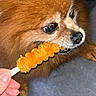 Chanel a rejoint le concours — aidez-le/la à gagner de superbes lots ! dog, pomeranian, pet, treat, hand, bite, fur, closeup, indoor, animal, cute, brown_fur, snout, eyes, whiskers, paw, soft_surface, canine, companion, playful