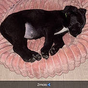 Myrtille participe au concours pour gagner de l'argent avec cette photo : animal, bed, black_fur, cozy, cute, dog, domestic, floor, fur, indoor, pet, pink, plush, puppy, relaxed, resting, sleep, sleeping, small, young