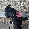 animal, black_dog, canine, collar, cute, dog, happy, leash, looking_up, outdoor, pavement, pet, playful, puppy, sidewalk, small_dog, tongue, tongue_out, walking, young_dog