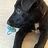 animal, black, closeup, collar, curious, cute, dog, domestic, floor, household, indoor, lying, pacifier, pet, playful, puppy, side_view, wooden_floor, young, young_dog