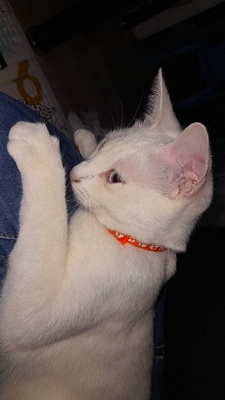 Duchesse a rejoint le concours — aidez-le/la à gagner de superbes lots ! carnivore, cat, claw, collar, comfort, domestic_short_haired_cat, ear, eye, eyelash, fang, fawn, felidae, fur, gesture, paw, red_eye_effect, small_to_medium_sized_cats, snout, tail, whiskers