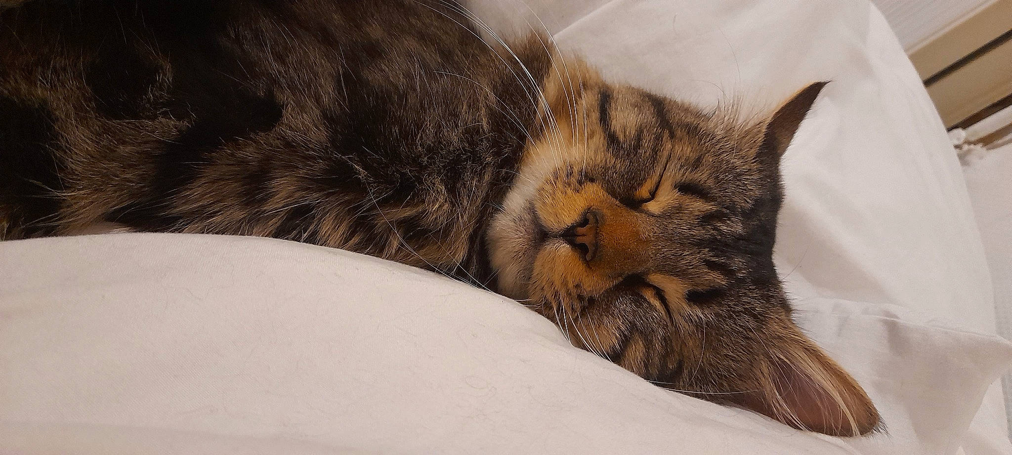 Diamant participe au concours pour gagner de l'argent avec cette photo : carnivore, cat, claw, comfort, domestic_short_haired_cat, felidae, fur, nap, paw, sleep, small_to_medium_sized_cats, snout, tail, terrestrial_animal, tree, whiskers, wildlife, wood