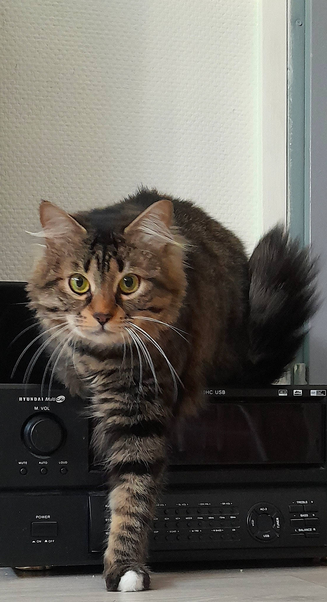Diamant participe au concours pour gagner de l'argent avec cette photo : carnivore, cat, claw, domestic_short_haired_cat, door, felidae, fur, grey, paw, photo_caption, small_to_medium_sized_cats, snout, tail, terrestrial_animal, whiskers, window