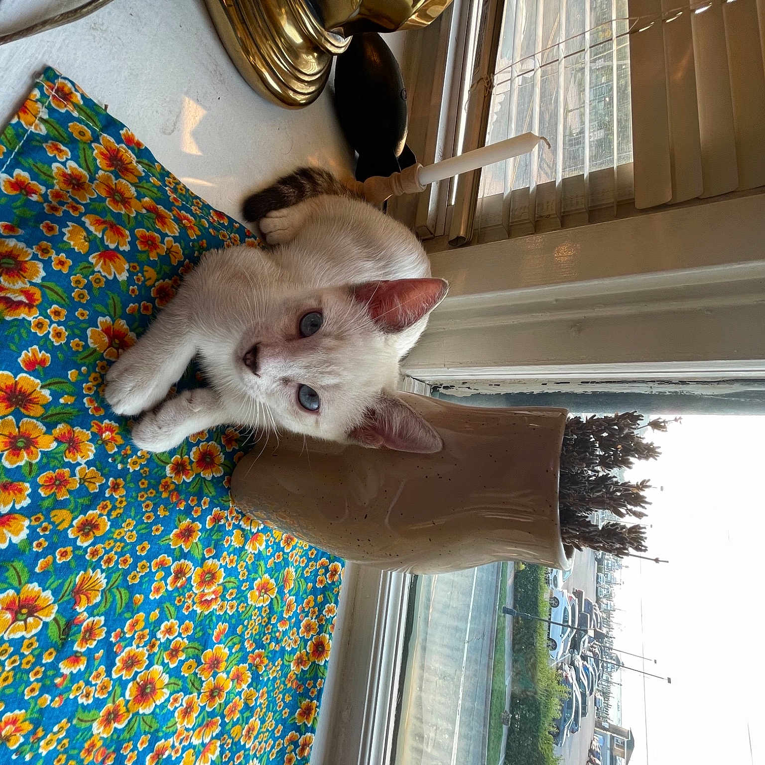 Hamish joined the competition — help win amazing prizes! canidae, carnivore, companion_dog, dog_breed, fawn, felidae, flooring, fur, glass, marsupial, pattern, room, small_to_medium_sized_cats, snout, sporting_group, tail, whiskers, white, window, wood