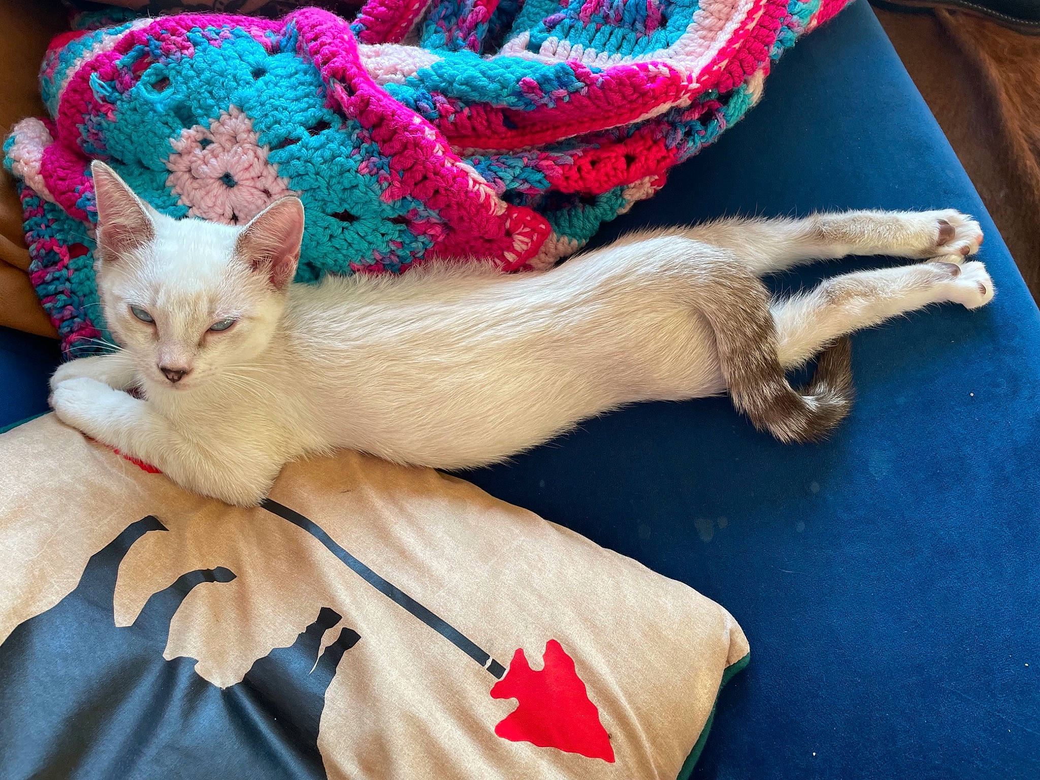 Hamish joined the competition — help win amazing prizes! carnivore, cat, claw, comfort, couch, domestic_short_haired_cat, fawn, felidae, foot, fur, human_leg, lap, linens, nail, paw, small_to_medium_sized_cats, tableware, tail, textile, whiskers