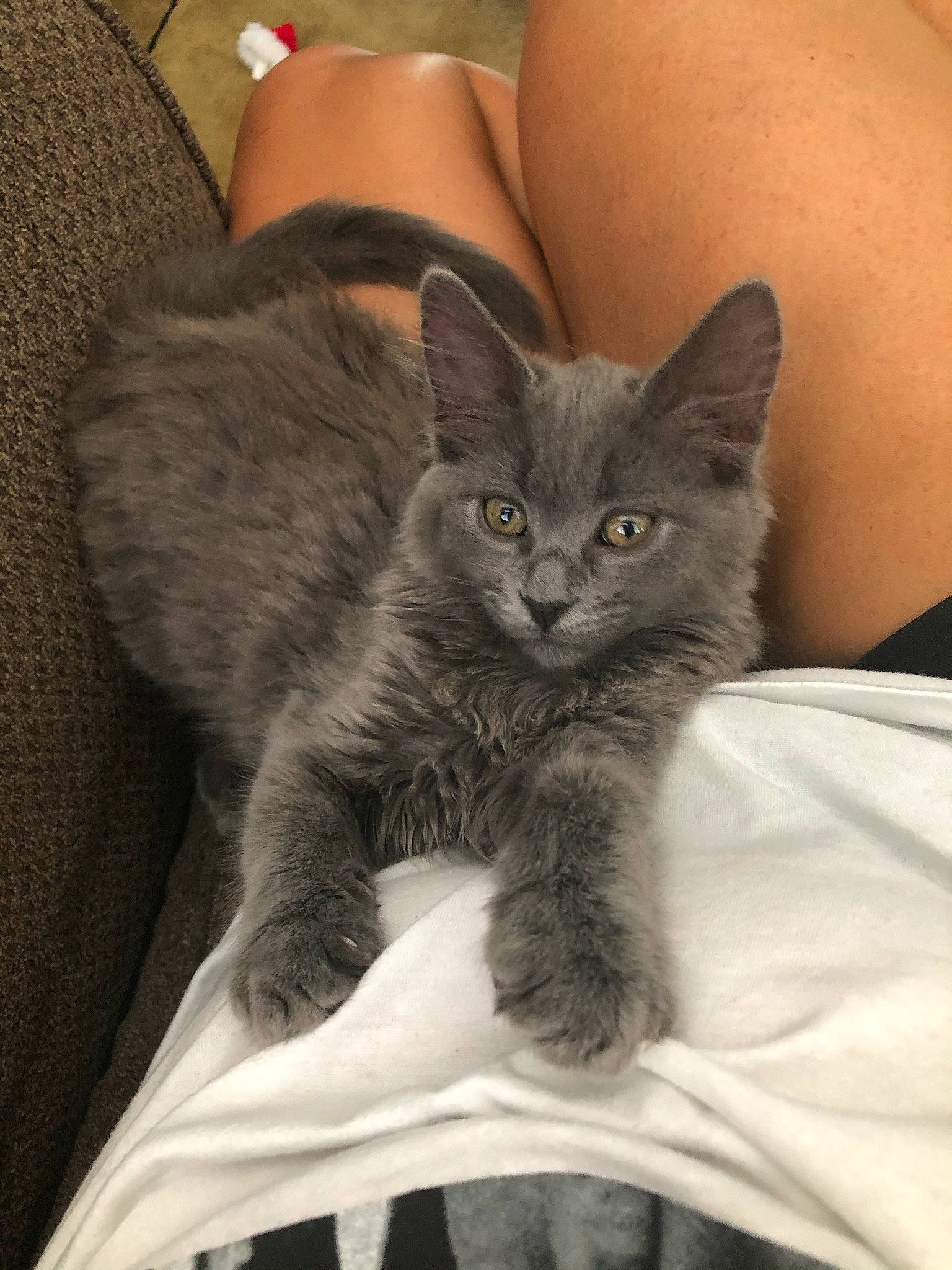 Ash joined the competition — help win amazing prizes! carnivore, cat, claw, comfort, domestic_short_haired_cat, felidae, fur, grey, human_leg, paw, sitting, small_to_medium_sized_cats, snout, tail, terrestrial_animal, thigh, whiskers