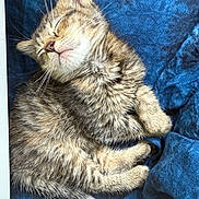 Luna is registered to the contest to win money with this photo: cat, kitten, sleeping, tabby, fur, whiskers, paws, tail, closeup, animal, pet, resting, cute, cozy, blue_fabric, soft, domestic_cat, young, peaceful, napping