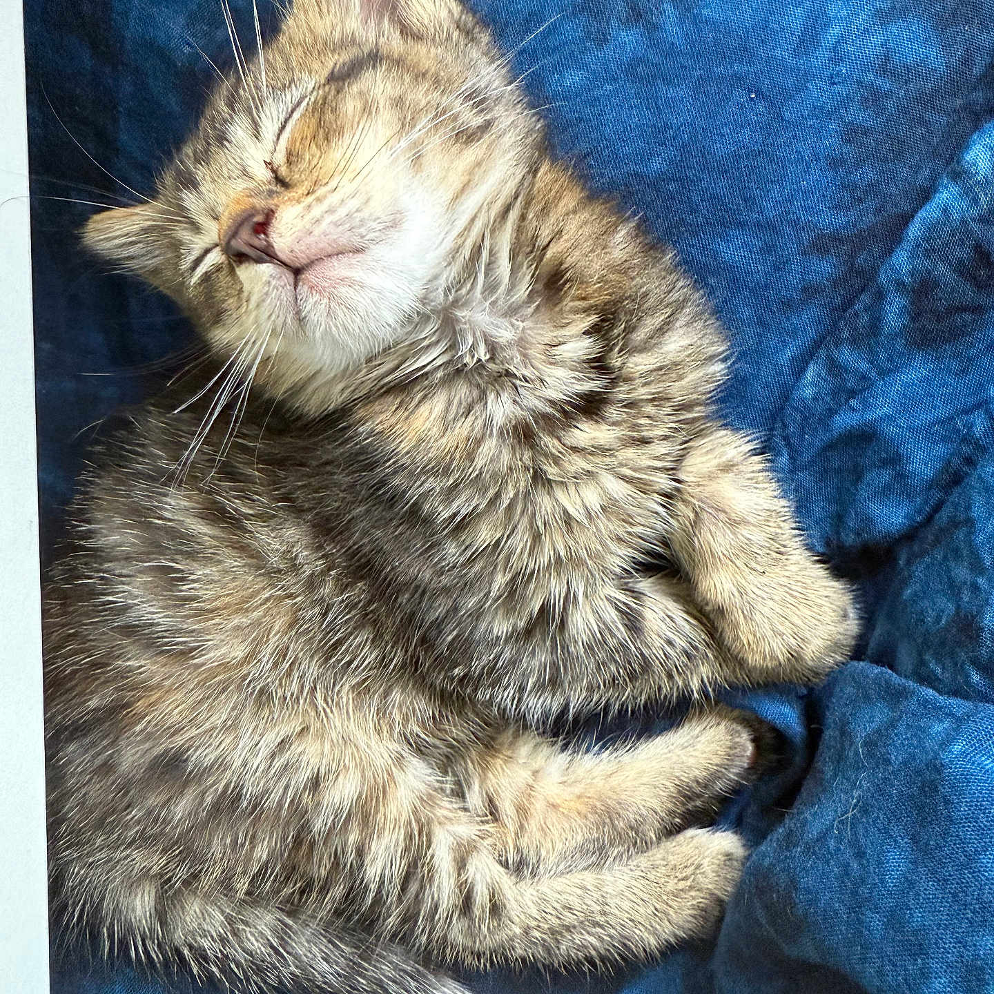 Luna is registered to the contest to win money with this photo: animal, blue_fabric, cat, closeup, cozy, cute, domestic_cat, fur, kitten, napping, paws, peaceful, pet, resting, sleeping, soft, tabby, tail, whiskers, young