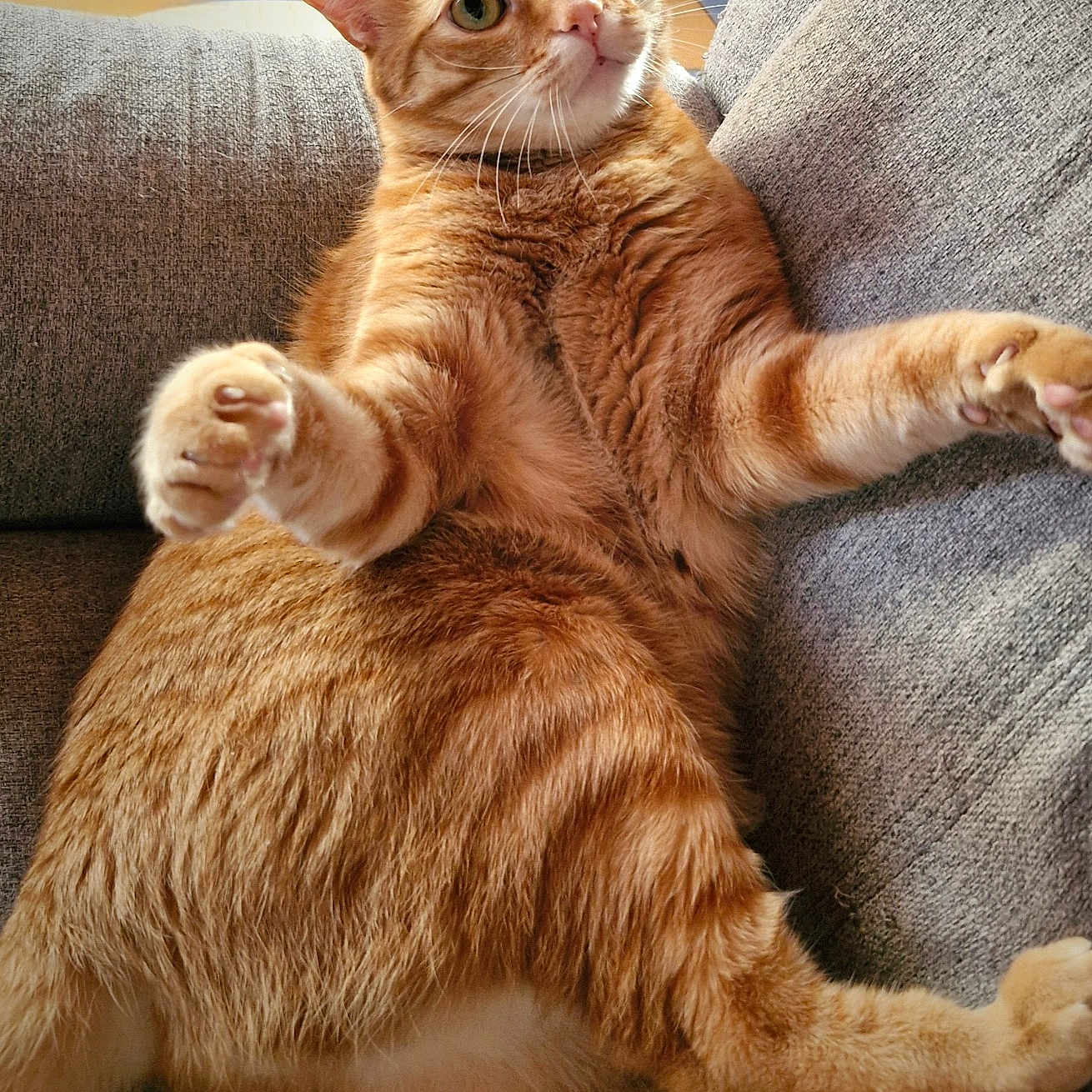 Kiwy a rejoint le concours — aidez-le/la à gagner de superbes lots ! abyssinian, animal, architecture, building, cat, chair, couch, cushion, furniture, hardwood, homedecor, indoors, interiordesign, kitten, livingroom, manx, person, pet, room, wood