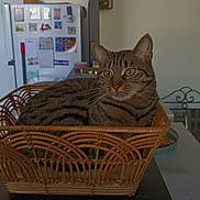 Nala participe au concours pour gagner de l'argent avec cette photo : cat, tabby_cat, basket, wicker_basket, indoor, kitchen, refrigerator, fridge_magnets, table, whiskers, green_eyes, striped_fur, pet, relaxed, cozy, furniture, portrait, decorative_chair, container, brown_tones