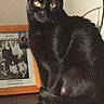 black_cat, cat, indoor, furniture, wooden_surface, framed_photo, family_photo, yellow_eyes, pet, animal, curious, sitting, cozy, domestic, mammal, portrait, feline, home, decor, still_life