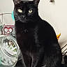 black_cat, cat, pet, animal, indoor, yellow_eyes, sitting, feline, fur, domestic_cat, household, glass_jar, decor, shelf, looking_at_camera, whiskers, tail, ears, face, curious