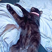 Candy participe au concours pour gagner de l'argent avec cette photo : black_cat, cat, pet, sleeping, bed, blanket, fur, collar, pink_collar, relaxed, indoor, animal, paw, whiskers, feline, resting, cute, domestic_cat, cozy, home