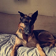 Bella participe au concours pour gagner de l'argent avec cette photo : dog, german_shepherd, bed, blanket, balloon, number_one, indoor, animal, pet, fur, ears, laying_down, resting, canine, muzzle, paw, wall, fabric, quiet, relaxation