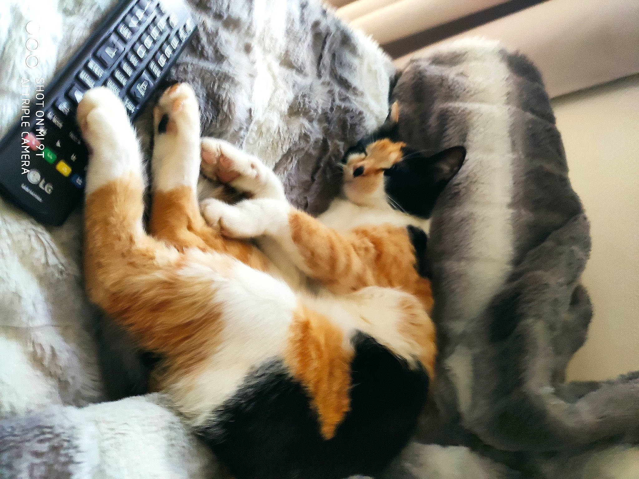 Shamallow participe au concours pour gagner de l'argent avec cette photo : carnivore, cat, comfort, communication_device, companion_dog, computer_keyboard, domestic_short_haired_cat, felidae, fur, human_leg, input_device, nail, numeric_keypad, office_equipment, remote_control, room, small_to_medium_sized_cats, tail, whiskers, wrist